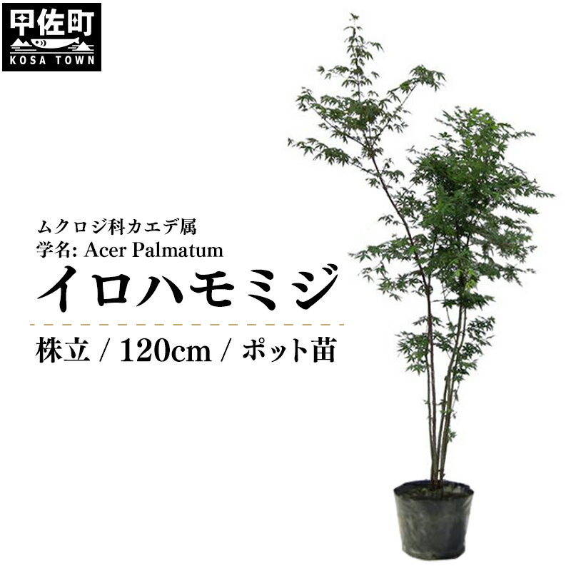 ガーデニング・農業人気ランク48位　口コミ数「2件」評価「4.5」「【ふるさと納税】イロハモミジ（伊呂波紅葉）苗木 株立 樹高1.2m前後 ポット苗 シンボルツリー 落葉樹 植木 庭木」