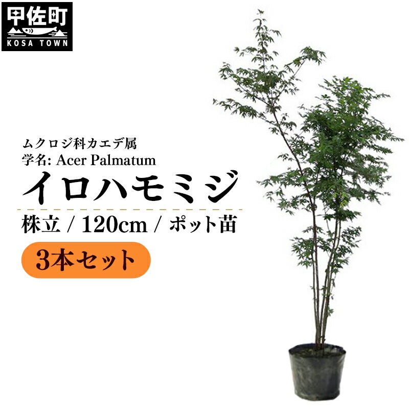 【ふるさと納税】イロハモミジ（伊呂波紅葉）苗木 株立 樹高1.2m前後 3本セット ポット苗 シンボルツリー 落葉樹 植木 庭木