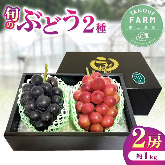 19位! 口コミ数「2件」評価「4」【2024年先行予約】熊本県産 ぶどう 食べ比べ 2種セット 約1kg 計2房 詰め合わせ 果物 葡萄【田上農園】[YBY005] 1200･･･ 