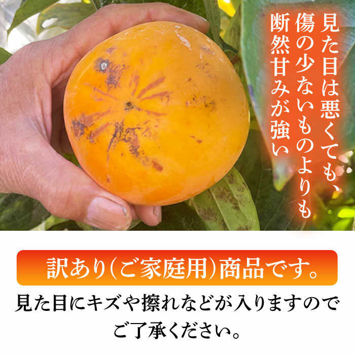 【ふるさと納税】【先行予約】【訳あり】太秋柿 約3.5kg 家庭用 甘柿 柿 かき 果物 フルーツ デザート スイーツ 秋の味覚 産地直送 山都町産 【大浜農園】[YCE002] 10000 10,000 10000円 10,000円 1万円