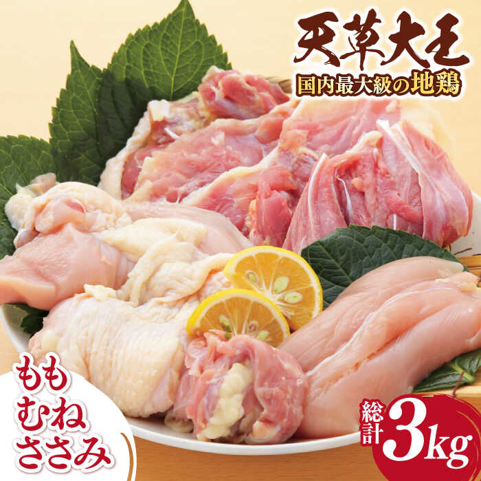 [数量限定]熊本県産 天草大王 地鶏 計3kg ( もも ・ むね ・ ささみ ) 各1kg 鶏肉 小分け 国産[あそ大王ファーム株式会社][YCF003] 30000 30,000 30000円 30,000円 3万円