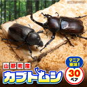 【ふるさと納税】 カブトムシ 30ペアセット|国産カブトムシ 生体 オス メス 60匹 成虫 昆虫 大容量 多頭飼育 ブリード 期間限定 送料無料 熊本県 山都...