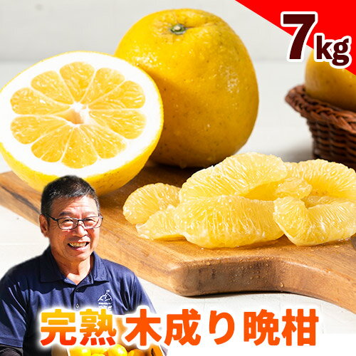 【ふるさと納税】 晩柑 完熟木成り晩柑 7kg みかん 《5