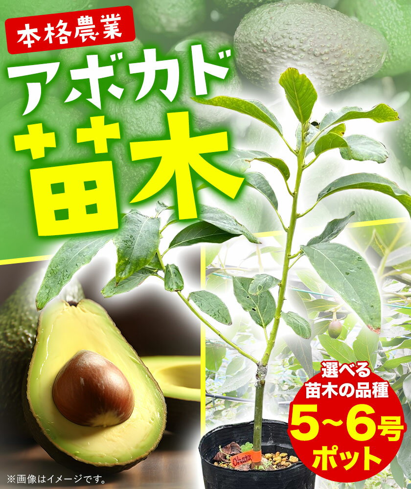 【ふるさと納税】アボカド苗木 5~6号ポット 選べる ベーコン種 ピンカートン種《30日以内に出荷予定(土日祝除く)》熊本県 津奈木町 南興ファーム アボカド 苗木 農業 ベーコン ピンカートン アボカドサンド ちらし寿司 野菜炒め 熱帯果樹栽培 産地直送 送料無料