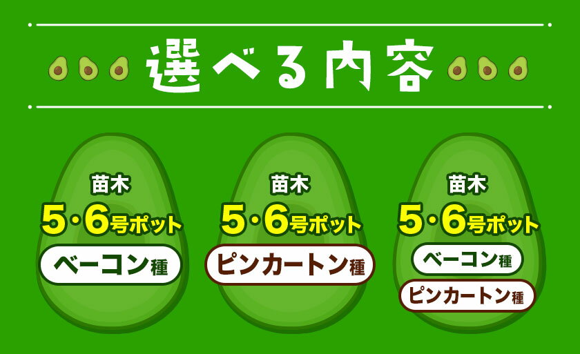 【ふるさと納税】アボカド苗木 5~6号ポット 選べる ベーコン種 ピンカートン種《30日以内に出荷予定(土日祝除く)》熊本県 津奈木町 南興ファーム アボカド 苗木 農業 ベーコン ピンカートン アボカドサンド ちらし寿司 野菜炒め 熱帯果樹栽培 産地直送 送料無料