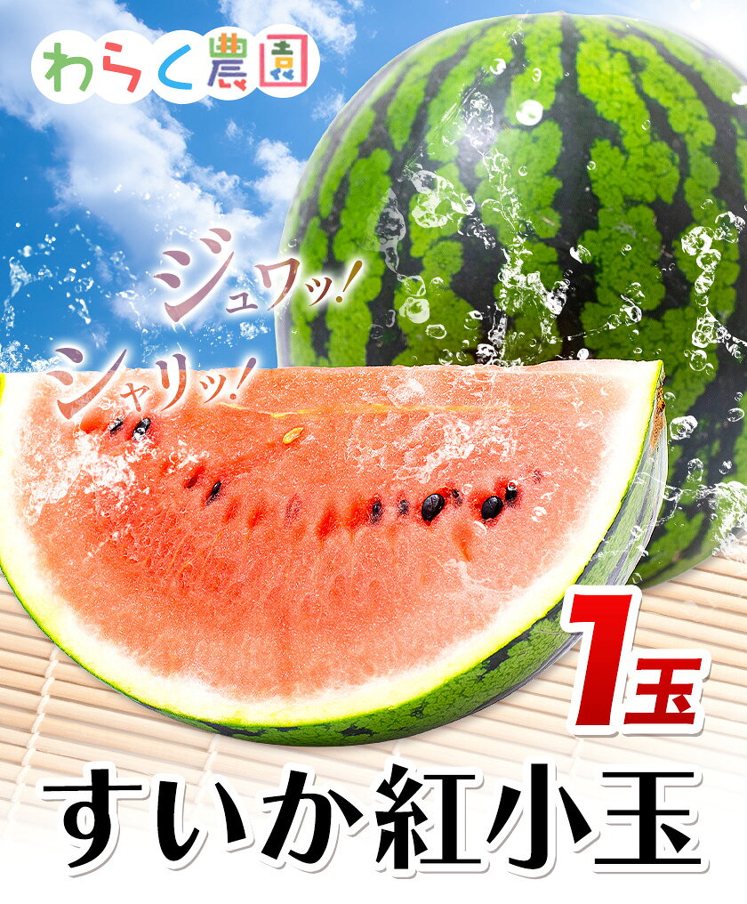 【ふるさと納税】すいか 紅小玉 1玉 わらく農園《2027年7月上旬-7月下旬頃出荷》熊本県 津奈木町 青果物 すいか 西瓜 スイカ 果物 フルーツ f434841-tsunagi-10000456 熊本県津奈木町 サンプル画像2