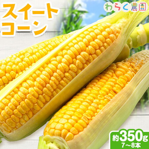 [先行予約]スイートコーン 7〜8本 350g前後 わらく農園[2026年6月上旬-6月末頃出荷]熊本県 葦北郡 津奈木町 とうもろこし コーン 送料無料