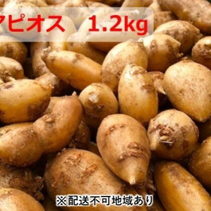 インディアンのスタミナ源!桑原農園の熟成アピオス1.2kg 【野菜・根菜】 お届け:2020年1月下旬〜9月上旬