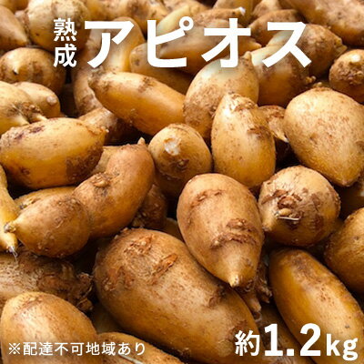 [錦町 産]インディアンのスタミナ源!桑原農園の熟成アピオス約1.2kg[配送不可:離島] [野菜 根菜 熟成アピオス アピオス]