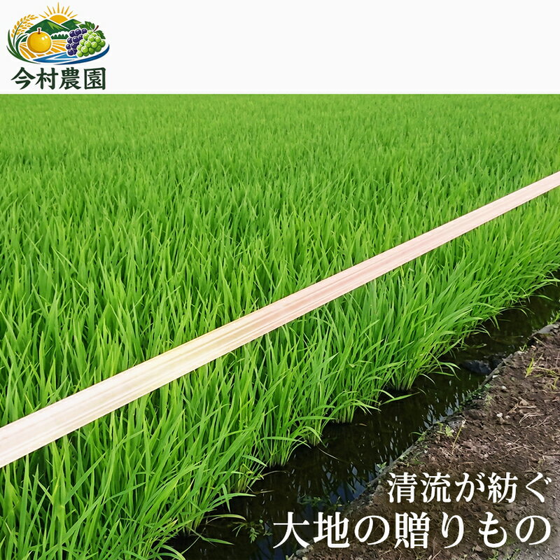 【ふるさと納税】【定期便2ヶ月】【極良食味】熊本県産くまさんの輝き 5kg 1セット｜15年育成の甘み際立つブランド米 米 国産米 ブランド米 農園直送 家庭用 ギフト お取り寄せ 熊本県　お届け：2026年11月21日～2027年10月30日