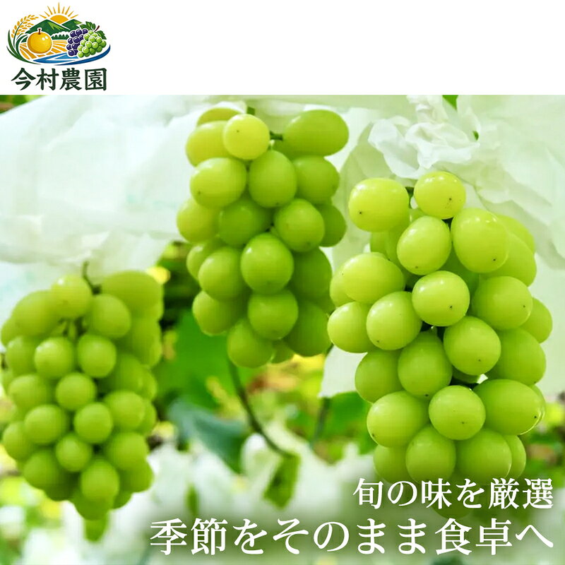 【ふるさと納税】【ぶどうのおまかせリレー便】(各3～4房(約2kg))(1回目) グロースクローネ・藤稔(2回目)シャインマスカット・ピオーネ・クイーンニーナ　お届け：2026年8月15日～2026年9月30日