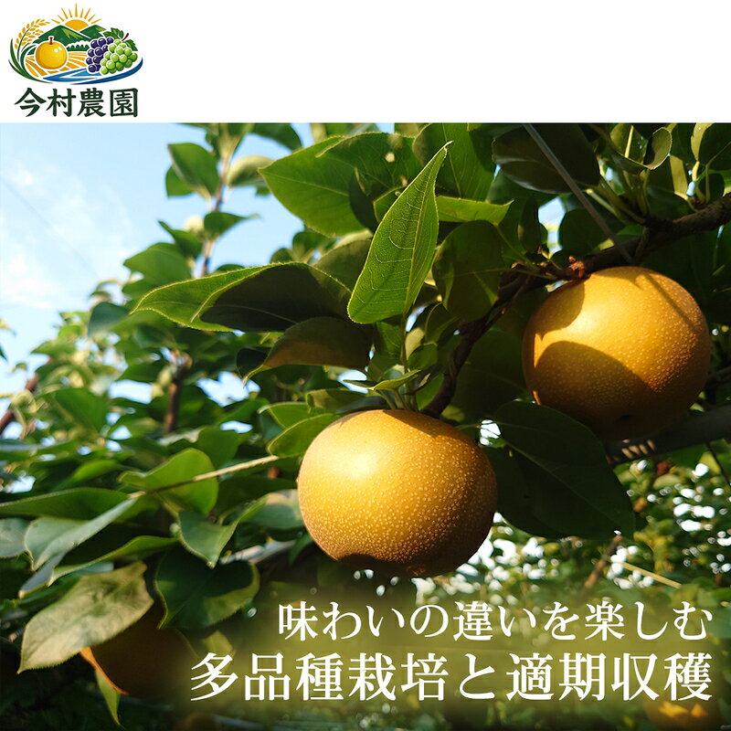 【ふるさと納税】【旬の梨を味わう】熊本県産 リレー便(各5～7個 )(約3kg)(1回目)筑水(2回目)秋麗(3回目)新興 梨 フルーツ 詰め合わせ 食べ比べ 甘い 濃厚 農家直送 ギフト 贈答用 家庭用 お取り寄せ 熊本県　お届け：2026年7月15日～2026年10月31日 f435015-nishiki-10001241 熊本県錦町 サンプル画像3