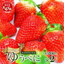 【ふるさと納税】熊本県産 いちご【ゆうべに】約260g×2パック 2026年1月~発送 坂下農園 産地直送 国産 新鮮 フレッシュ イチゴ 2パック 苺 フルーツ 果物 春 名産 熊本 多良木町 ビタミン 旬 いちご フルーツ 果物 くだもの 果実 熊本県 多良木町 送料無料