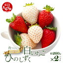 【ふるさと納税】熊本県産 いちご【ひのしずく・白いちご】食べ比べセット約260g×2パック 103-0007 坂下農園 産地直送 国産 新鮮 フレッシュ イチゴ 苺 フルーツ 果物 春 名産 熊本 多良木町 ビタミン 旬 いちご フルーツ 果物 くだもの 果実 熊本県 多良木町 送料無料