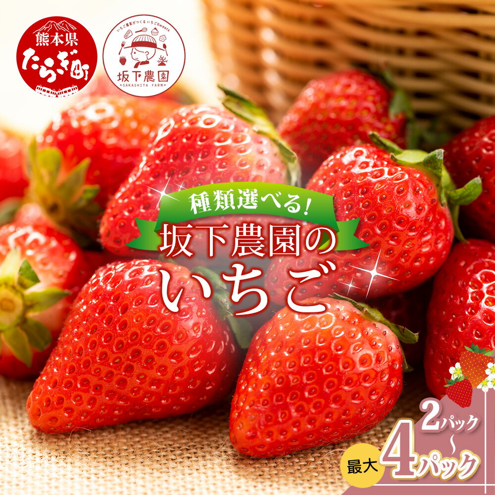 【ふるさと納税】熊本県産 いちご 《品種と容量選べる》約260g×2～4パック 2026年1月～発送 ゆうべに 恋みのり ひのしずく 白イチゴ 食べ比べ 坂下農園 産地直送 国産 新鮮 フレッシュ イチゴ 苺 フルーツ 果物 春 名産 熊本 多良木町 くだもの 果実 送料無料