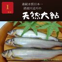 【ふるさと納税】天然あゆ 1kg 清流川辺川13年連続水質日本一の清流川辺川の天然大鮎 熊本県相良村