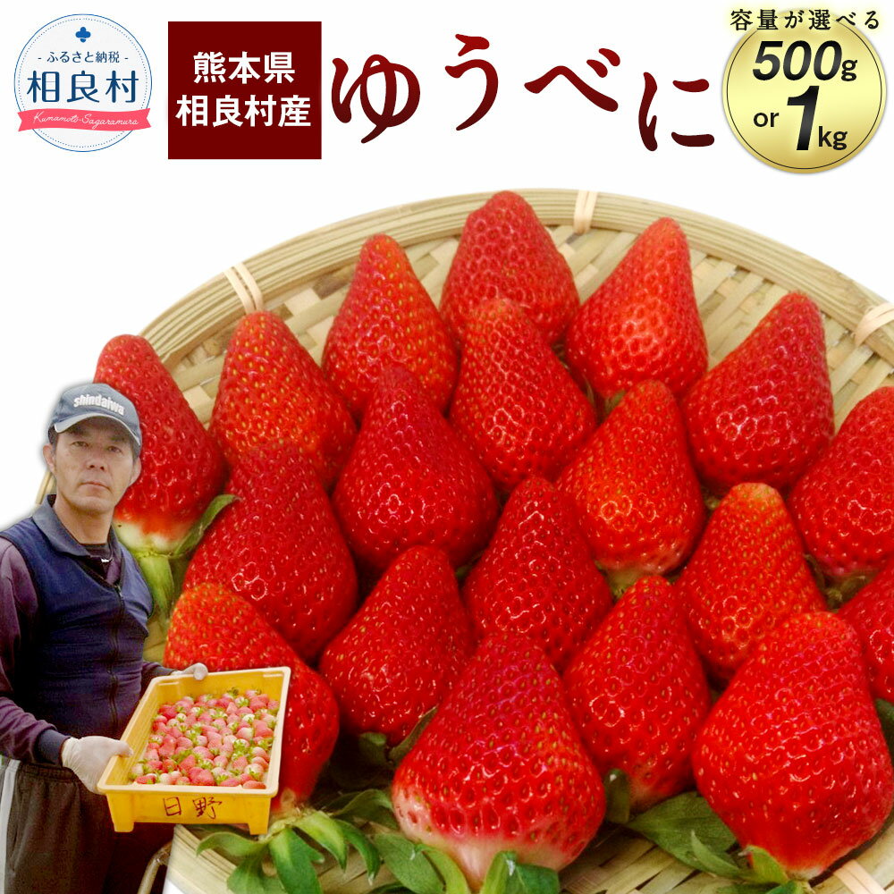 [選べる容量] 相良村産 いちご「ゆうべに」 合計約500g 約250g×2パック または 合計約1kg 約250g×4パック 日野農園 熊本県産 フルーツ イチゴ 苺 送料無料[2024年12月上旬〜2025年4月下旬発送予定]