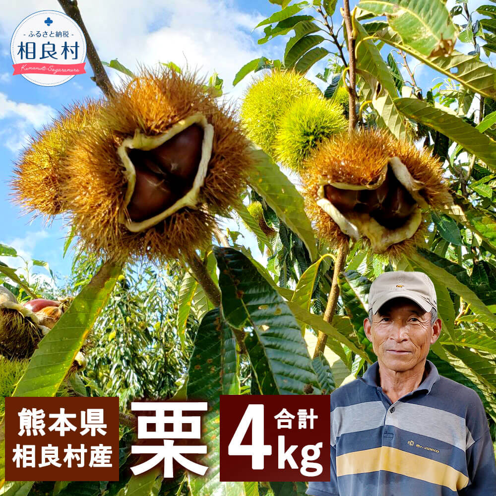 [予約]栗 合計4kg 2kg×2袋 品種はお任せ [2025年8月下旬発送開始] クリ くり 旬 九州産 熊本県産 相良村産 果物 フルーツ 冷蔵配送 送料無料