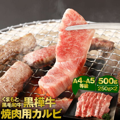 くまもと黒毛和牛 黒樺牛 A4～A5等級 焼肉用カルビ 合計500g 250g×2 カルビ 焼き肉 和牛 お肉 牛肉 黒毛和牛 国産 九州産 熊本県産 冷凍 送料無料