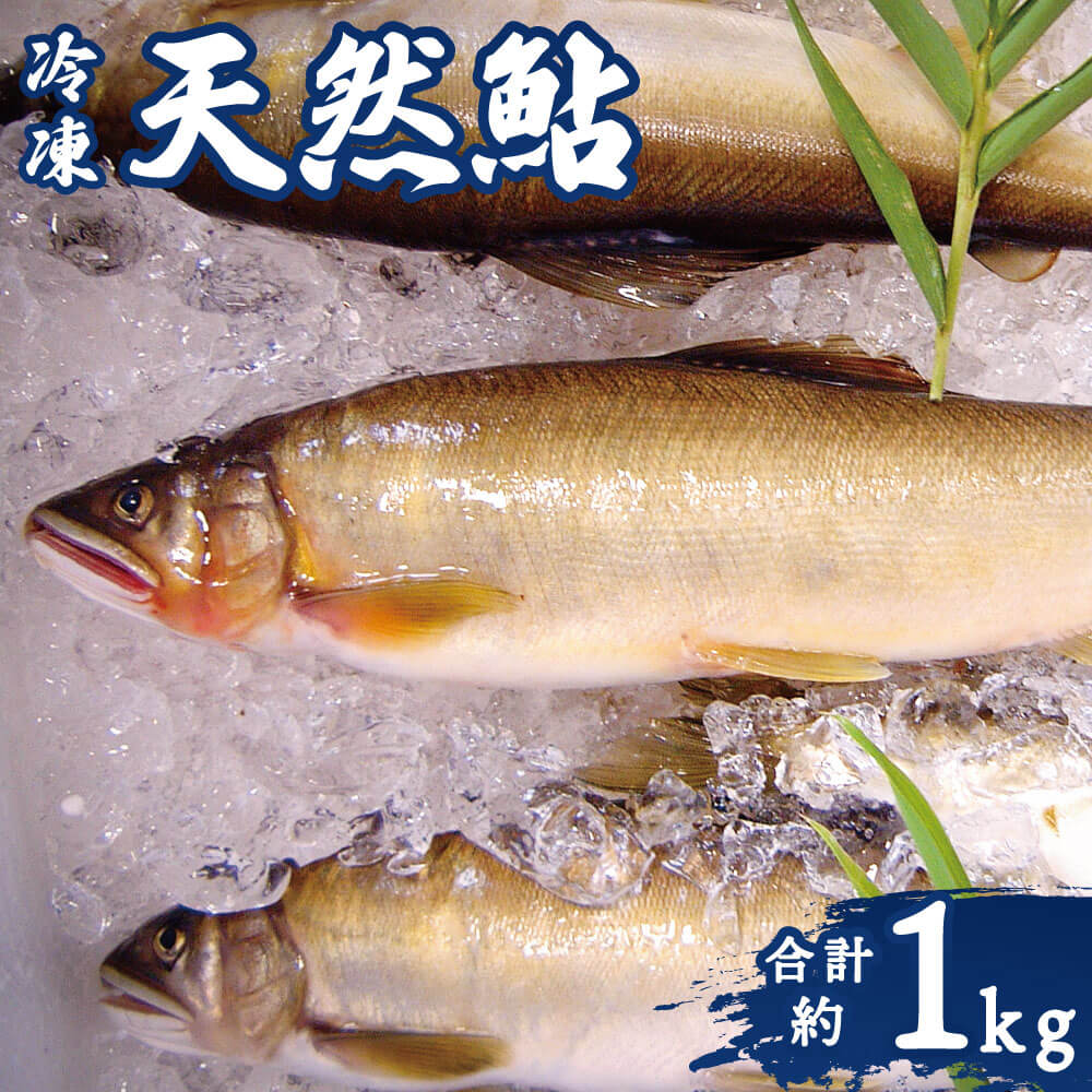 【ふるさと納税】天然鮎 約1kg あゆ アユ 魚 清流 川辺川 冷凍 甘露煮 塩焼き 九州産 相良村産 熊本県産 国産 送料無料 1