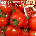 【ふるさと納税】川辺川育ち ミニトマト 1.2kg 【2026年1月上旬〜3月下旬発送予定】 相良村産 国産 熊本県産 トマト プチトマト 野菜 旬 とまと 冷...