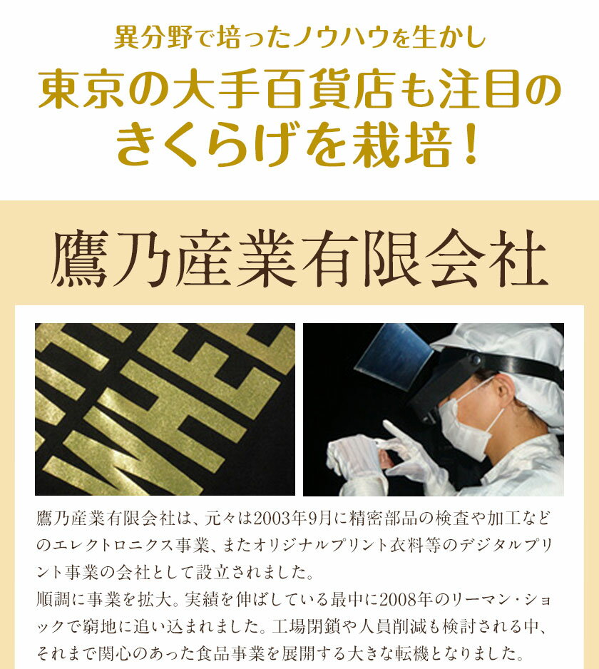 【ふるさと納税】熊本県山江村産 くまモンギフトセット（小） 鷹乃産業有限会社《30日以内に順次出荷(土日祝除く)》きくらげ しいたけ