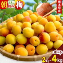 【ふるさと納税】熊本県産 訳あり 朝摘み 梅 選べる 2kg または 4kg 大・中・小サイズ不選別《5月中旬‐6月中旬頃出荷》 熊本県 球磨郡 山江村 つけも...