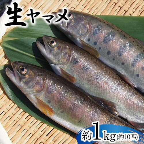 生ヤマメ 1kg 約10匹 山江村ヤマメ生産組合[30日以内に出荷予定(土日祝除く)]ヤマメ 山女魚 山女 2kg 約20匹 魚介類 魚 生鮮品 送料無料 冷蔵便