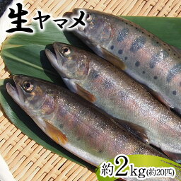 【ふるさと納税】生ヤマメ 2kg 約20匹 山江村ヤマメ生産組合《30日以内に出荷予定(土日祝除く)》ヤマメ 山女魚 山女 2kg 約20匹 魚介類 魚 生鮮品 送料無料 冷蔵便