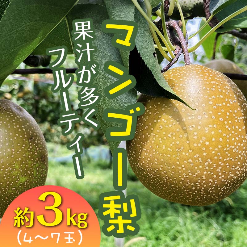 [先行予約] マンゴー梨(王秋梨)熊本県 球磨村 なし ナシ 和梨 和なし 和ナシ ブランド梨 フルーツ 梨 期間限定 果物 くだもの 旬の果物 デザート 数量限定 FKP9-006