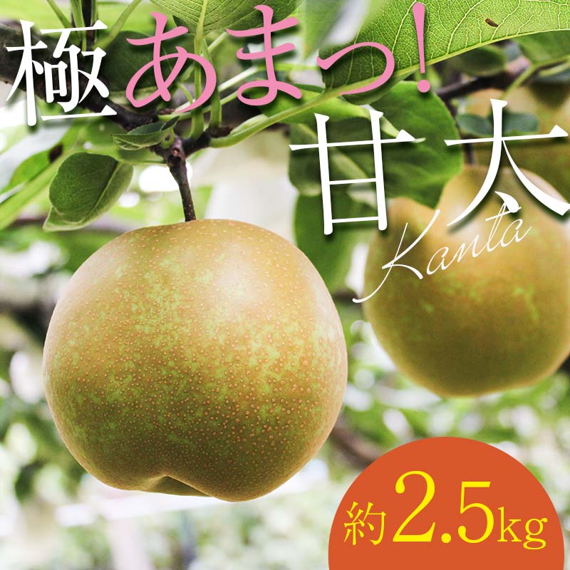 【ふるさと納税】【先行予約】 極あまっ！甘太 (約2.5kg