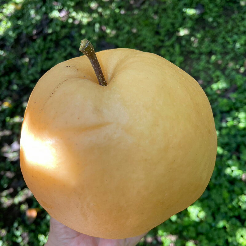 【ふるさと納税】【先行予約】やまよ梨園の梨5kg（新高） 熊本県 球磨村 なし ナシ 和梨 和なし 和ナシ ブランド梨 フルーツ 梨 期間限定 果物 くだもの 旬の果物 デザート 数量限定 FKP9-476