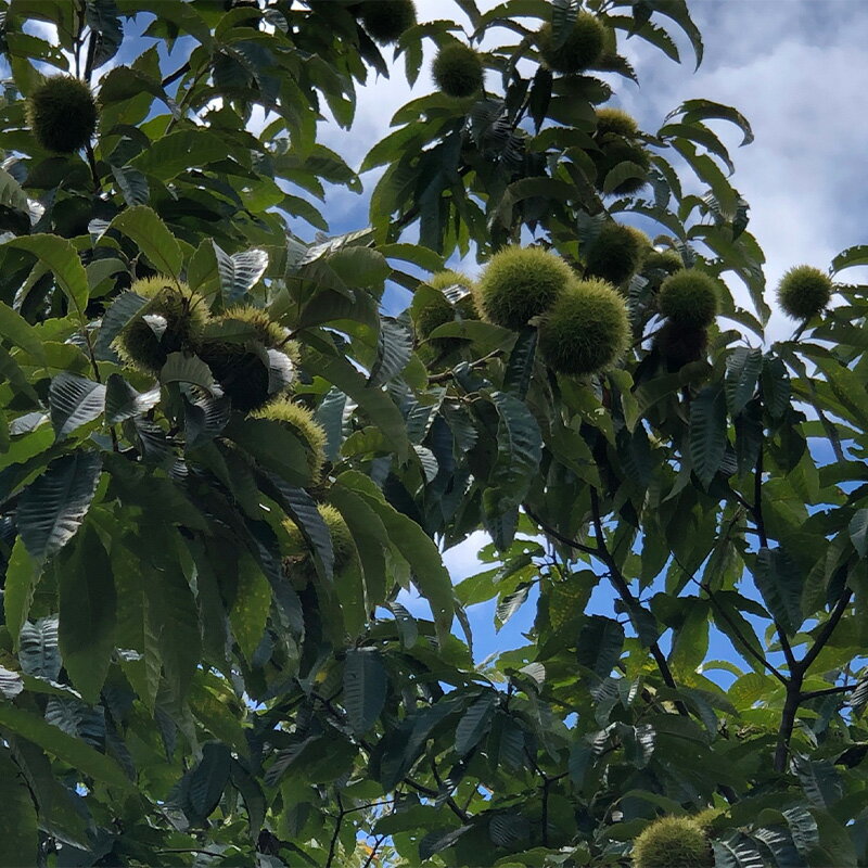 【ふるさと納税】球磨村梨と球磨栗のセット なし ナシ フルーツ 果物 豊水 秋月 二十世紀 新高 甘太 新興 凜夏 人吉 くり おつまみ 栗ご飯 FKP9-521