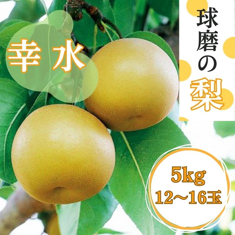 【ふるさと納税】熊本県JAくま産 球磨の梨 幸水 5kg 12玉～16玉 お届け時期：2024年8月上旬〜8月中旬