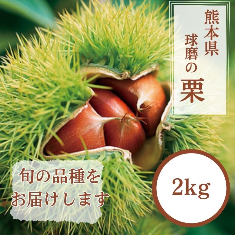 【ふるさと納税】熊本県JAくま産 球磨の栗 2kg(2L以上　旬な品種)　 お届け時期：2024年8月下旬〜10月上旬