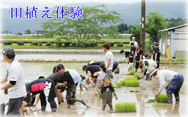 【ふるさと納税】マイ球磨焼酎つくり体験オーナー制度【焼酎造り体験：田植え：稲刈り：焼酎仕込み　計3種】【お礼の品：米焼酎1升瓶(常圧1本、減圧1本　計2本)・合鴨農法米ヒノヒカリ3kg】