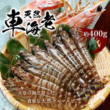 天然 車海老 クルマエビ 冷凍 約 400g 8 ～ 13 尾 国産 九州 熊本 天草 苓北 海老 えび やわら 活き〆 海産物 えび天 天ぷら えびフライ 送料無料