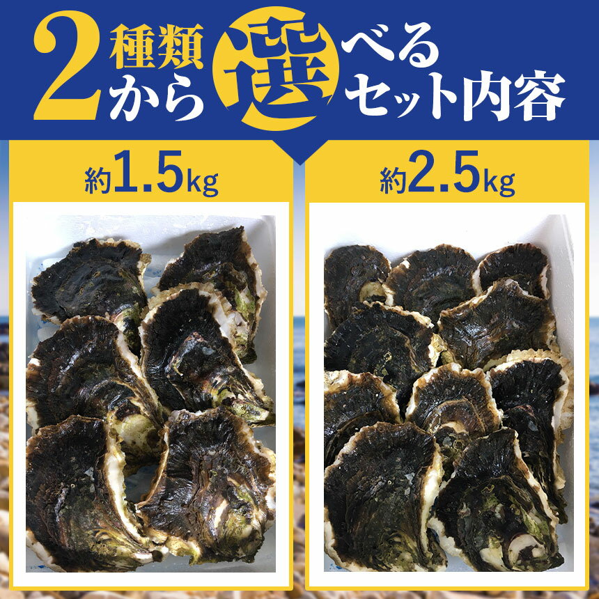 【ふるさと納税】 【先行予約】 天草天領岩かき 約 1.5kg または 2.5kg 浜崎水産 カキ 岩カキ 牡蠣 岩がき 貝 BIG ビッグ 生食 バーベキュー 夏 生食 天草 天領 苓北 熊本 旬 シーズン 送料無料