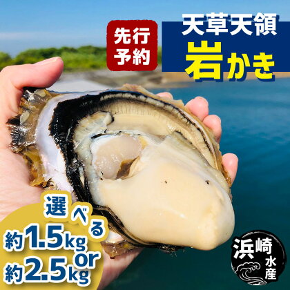 【先行予約】 天草天領岩かき 約 1.5kg または 2.5kg 浜崎水産 カキ 岩カキ 牡蠣 岩がき 貝 BIG ビッグ 生食 バーベキュー 夏 生食 天草 天領 苓北 熊本 旬 シーズン 送料無料