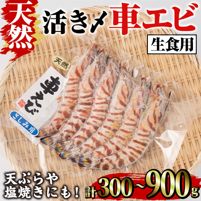 [内容量が選べる]天然 活き〆車エビ 生食用 (300g・計900g) エビ 海老 車海老 車エビ 冷凍 刺身 さしみ 天ぷら 塩焼 バーベキュー 国産 大分県産 大分県 鶴見食賓館[opad007・opad008][鶴見食賓館]