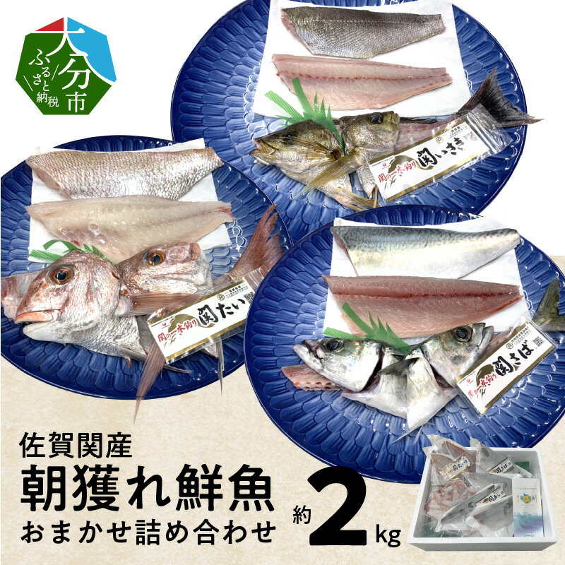 【ふるさと納税】佐賀関産 朝獲れ鮮魚 おまかせ詰め合わせ 約2kg おまかせ セット 詰め合わせ 天然鯛 関あじ 関さば 関いさき 甘鯛 太刀魚 イトヨリ タイ アジ サバ イサキ タチウオ 関もの 朝獲れ 旬のお魚 冷凍 海鮮 新鮮 E04025