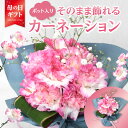 1位! 口コミ数「0件」評価「0」【母の日ギフト】季節の生花花束 そのまま飾れるブーケ カーネーション 赤 ピンク12本 カスミ草 ポット≪5月12日お届け≫ ギフト プレゼ･･･ 