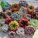 【ふるさと納税】多肉植物セット (5〜6個) R07006【...