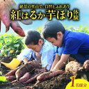 【ふるさと納税】【別府ローケーション抜群】 別府産 蜜いも 紅はるか 芋ほり体験 収穫体験 お土産付き お芋 加工品 さつまいもスイーツ 芋掘り 楽しむ 農業体験 食育 焼き芋 お芋 野菜 ポテト 国産 スイーツ おやつ ご家庭用 大分県 送料無料