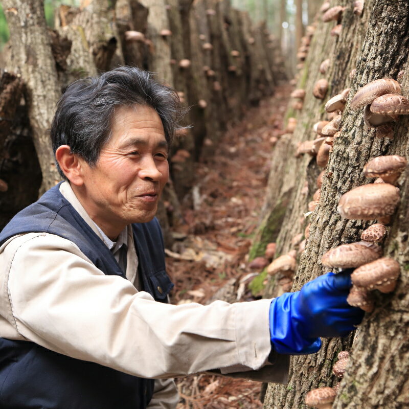 【ふるさと納税】別府産 乾しいたけ 50g 4袋 干し椎茸 くぬぎの子 肉厚 JIFA認定 原木椎茸 乾燥 和食 出汁 煮物 茶碗蒸し 炒め物 食品 国産 きのこ 常温 やまよし お祝い 記念日 小分け おすすめ お取り寄せ グルメ おすそ分け 産地直送 大分県 送料無料 3