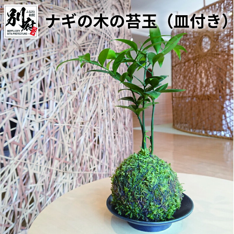 ナギの木の苔玉 皿付き ナギの木 凪 凪ぎ 植物 コケダマ こけだま インテリア 癒し アイテム 玄関 リビング 和室 洋室 オフィス 風情 日用品 雑貨 縁起物 ギフト 贈り物 プレゼント 贈答品 国産 別府市 大分県 送料無料