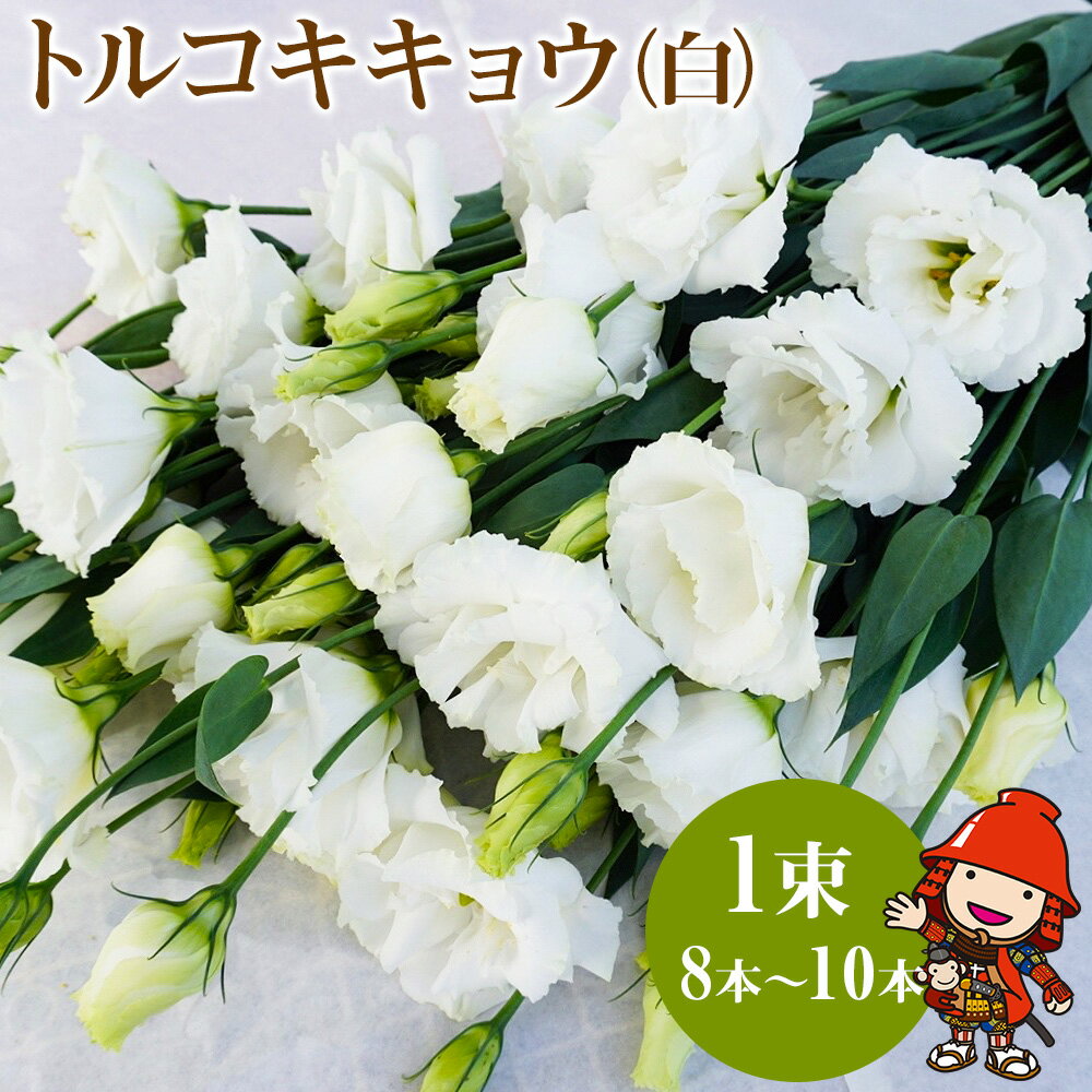 14位! 口コミ数「0件」評価「0」【先行予約】生産農家直送の八重咲き中〜大輪フリル トルコキキョウ 花束 (白) 1束 8本〜10本 大分県中津 送料無料／熨斗対応可 御祝 ･･･ 