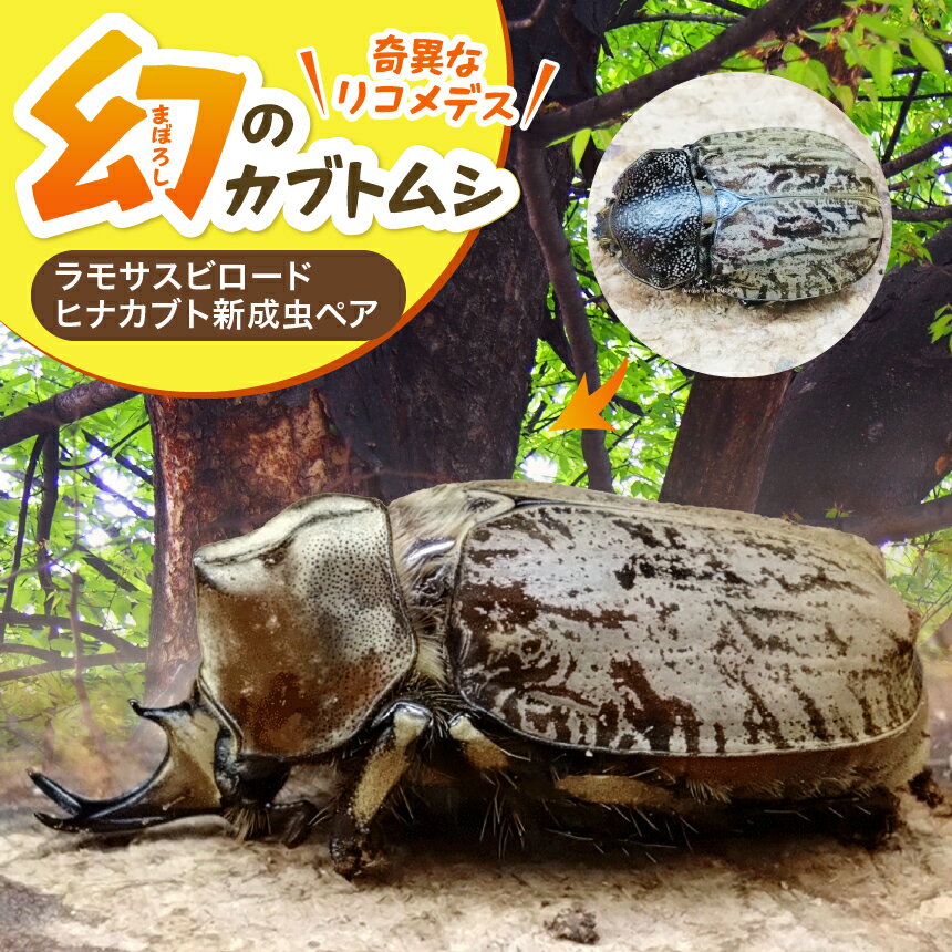 ڤդ뤵Ǽǡۥ⥵ӥɥҥʥ֥ȿڥ |  ֥ȥॷ ʪ    ѻ ̣ ͳ ʬ 彣 Ż ̵ȯϡ2025ǯ12ܤޤ(1ְ)