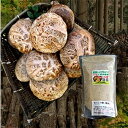 【ふるさと納税】【期間限定】<先行予約> 耶馬溪原木生椎茸セット 生椎茸 1kg ・もっこり君(粉末乾し椎茸パウダー)50g | 北曽木農園 乾燥椎茸 乾燥しい...