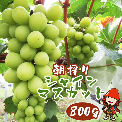 【ふるさと納税】【先行予約】中津市産ぶどう シャインマスカット 約800g | フルーツ 果物 くだもの ぶどう ブドウ 葡萄 マスカット 国産 産地直送 おきだいふぁーむ ぶどう園 大分県 中津市 送料無料【発送は2025年8月18日~2025年9月19日の期間で順次発送】 【ふるさと納税】【先行予約】中津市産ぶどう シャインマスカット 約800g | フルーツ 果物 くだもの ぶどう ブドウ 葡萄 マスカット 国産 産地直送 おきだいふぁーむ ぶどう園 大分県 中津市 送料無料【発送は2025年8月18日~2025年9月19日の期間で順次発送】